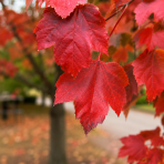Javor červený (Acer rubrum) ‘OCTOBER GLORY’- výška 70-100 cm, kont. C5L 